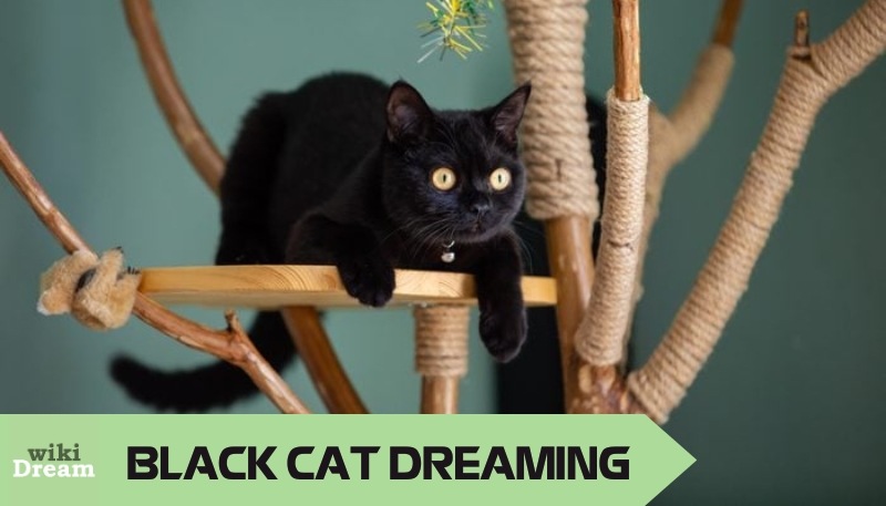 Black cat dream meaning: Subconscious exploration and emotional healing through feline guides