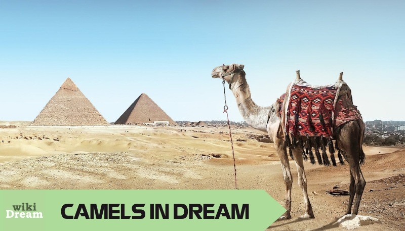 Camel dream meaning connects emotional burdens with journeys of self-discovery.