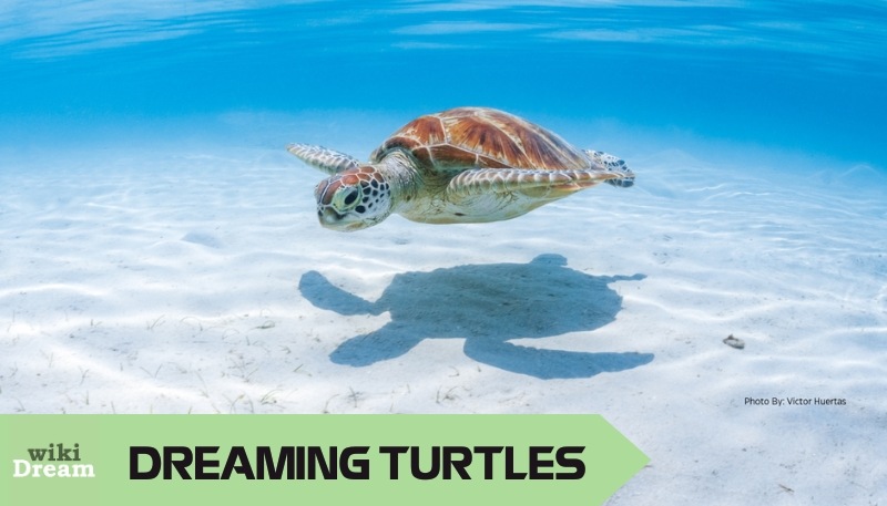 Dreaming Turtles interpretation: Understanding their deep psychological and spiritual significance