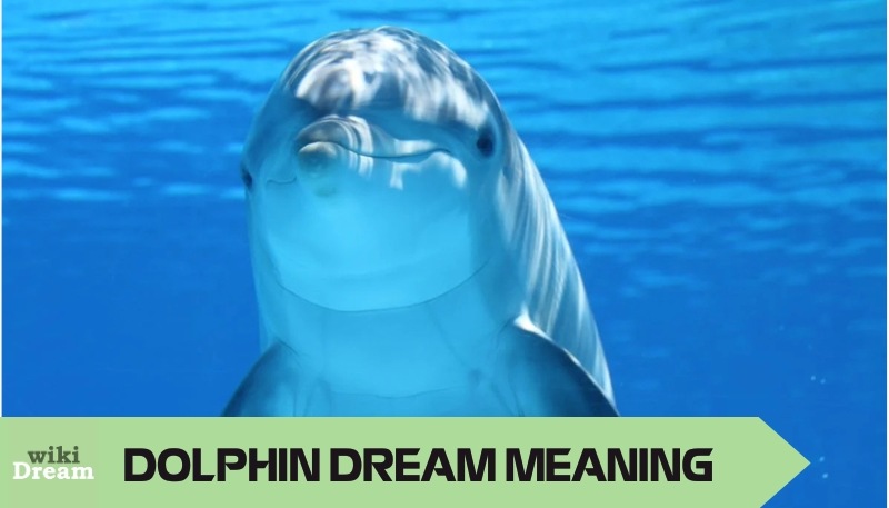 Dolphin meanings explore the significance of friendship and emotional intelligence.