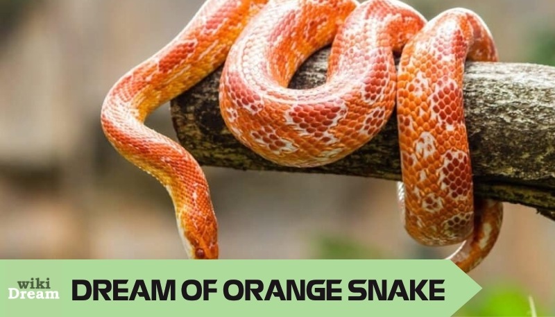 What does it mean when you dream of orange snake? Unlocking your creative potential