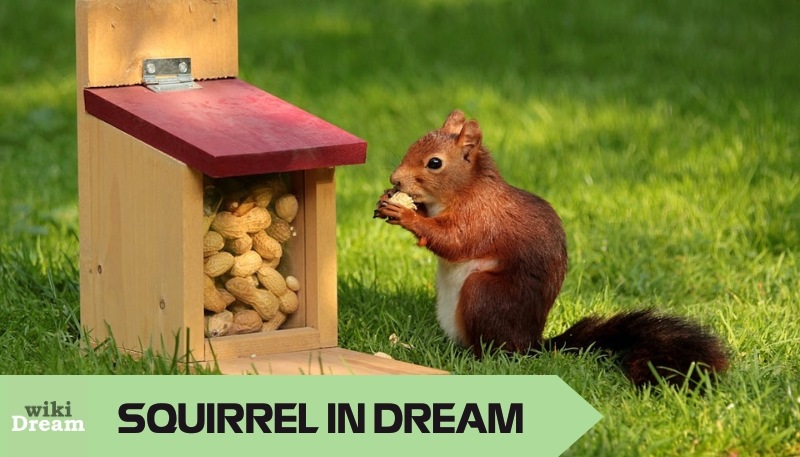 Squirrel dream meaning and its ties to adventure, exploration, and embracing new experiences