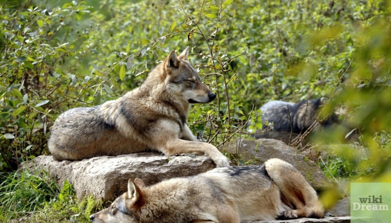 Modern understanding unravels wolf dream mysteries like a skilled tracker following subtle signs. Modern understanding unravels wolf dream mysteries like a skilled tracker following subtle signs.
