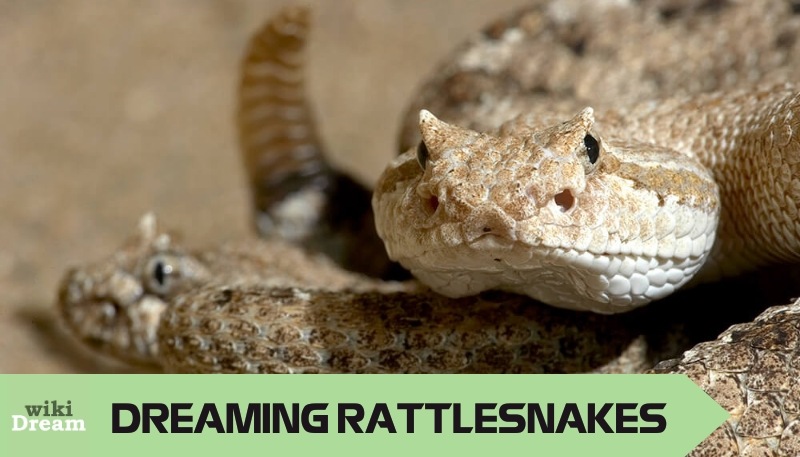 Dream interpretation about Rattlesnakes: The ancestral messenger guide and your spiritual evolution