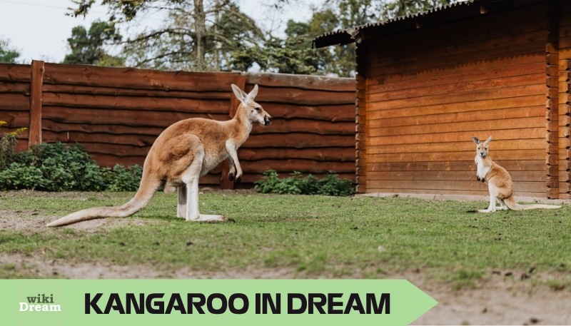 KANGAROOS dream meaning: The symbol between resilience and nurture