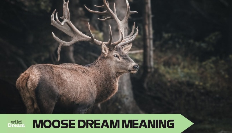 MOOSE dream meaning: Leadership lessons and cultural symbolism