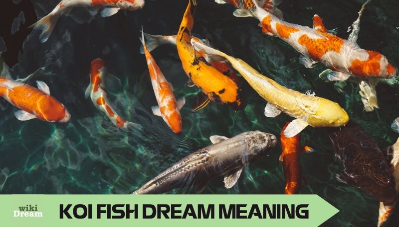 KOI FISH dream meaning: Symbolizes personal evolution, unique journeys