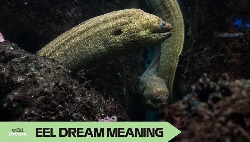 EEL dream meaning: Meanings, symbolism, transformation, and spiritual messages decoded