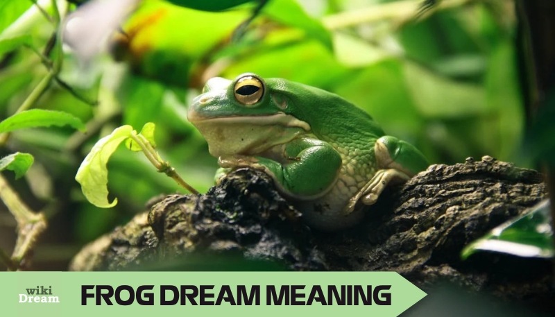 FROG dream meaning: Transformation, colors, life areas, and cultural insights guide