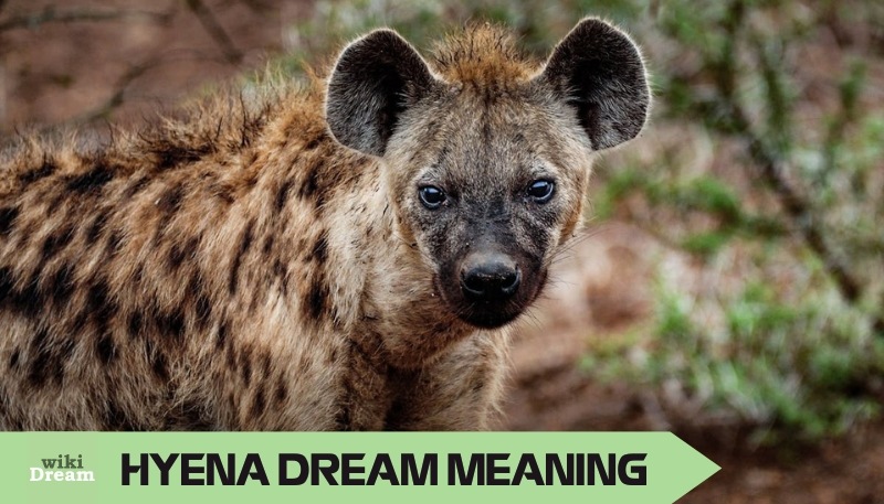 Understanding HYENA dream meaning: What cunning creatures reveal about you?