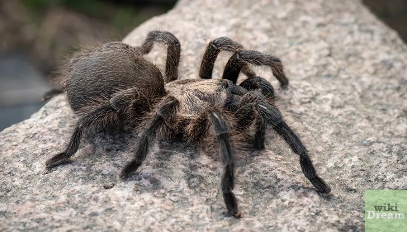 The relentless pursuit of a menacing tarantula mirrors our desperate flight from life's unavoidable confrontations.