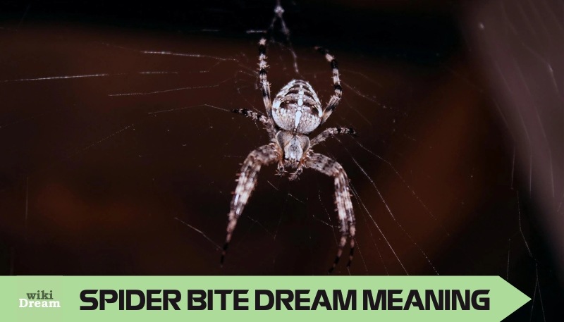 Spider bite dream indicators: Emotional pain, Dream variations, Psychological effects