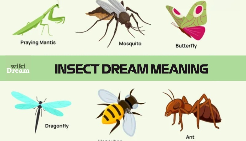 Dream of Insect: Symbols, Meanings and Practical Advices