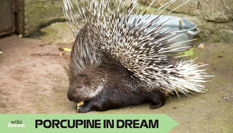 PORCUPINE dream meaning connects inner strength and external boundaries