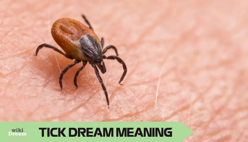 TICK dream meaning and interpretation: PTSD recovery, Anxiety signs, Spiritual symbolism explained