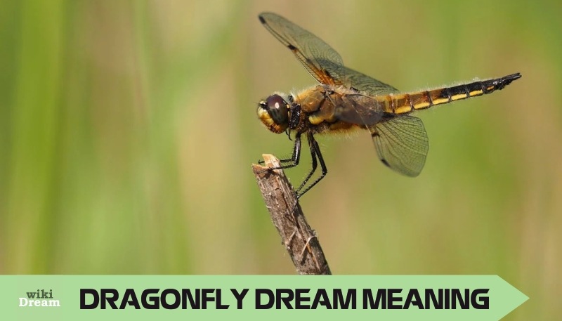 DRAGONFLIES dream meaning: Where 360° vision meets spiritual insight