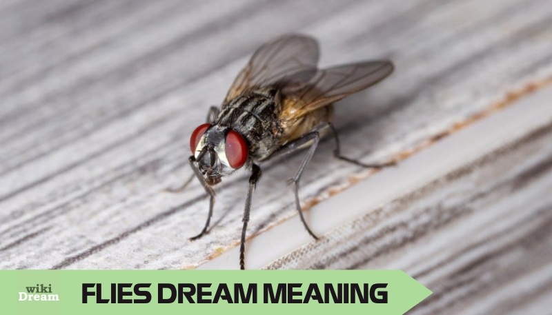 Dream of FLIES: Decoding the language of winged visitors