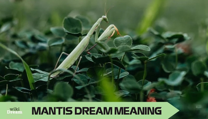 PRAYING MANTIS dream meaning: Spiritual symbols, Interpretations, Modern psychology insights